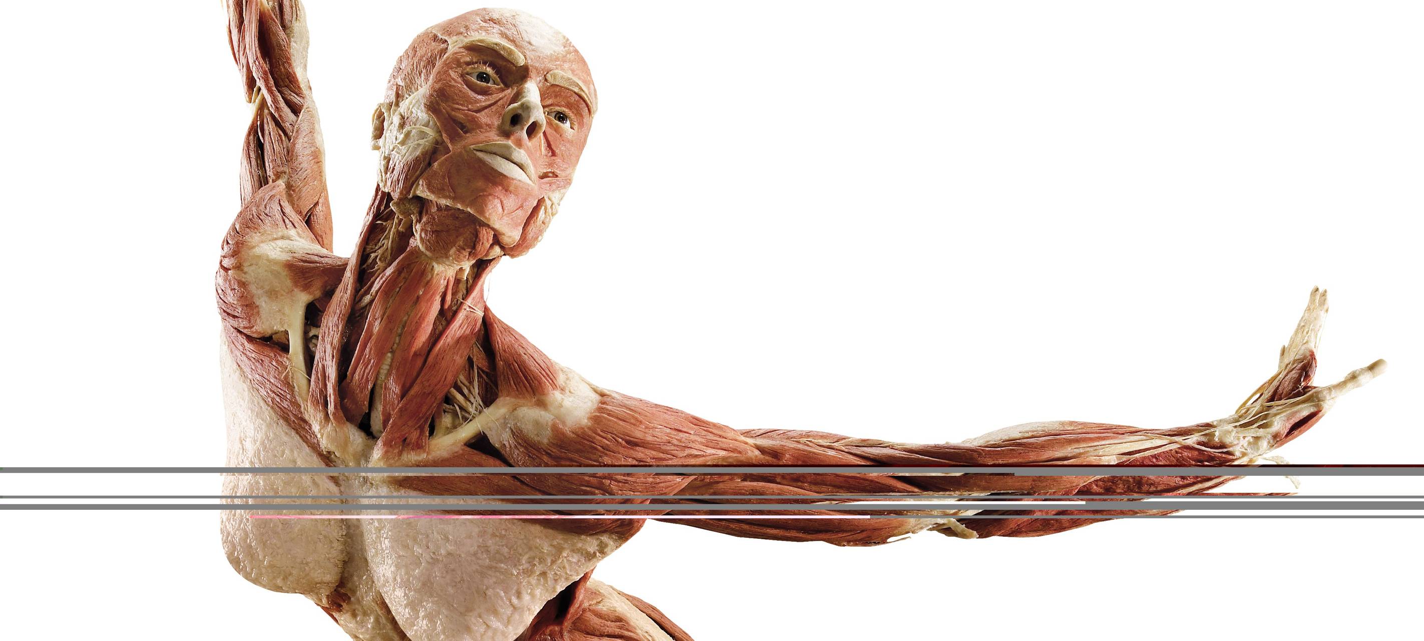 "Körperwelten" kommt nach Münster