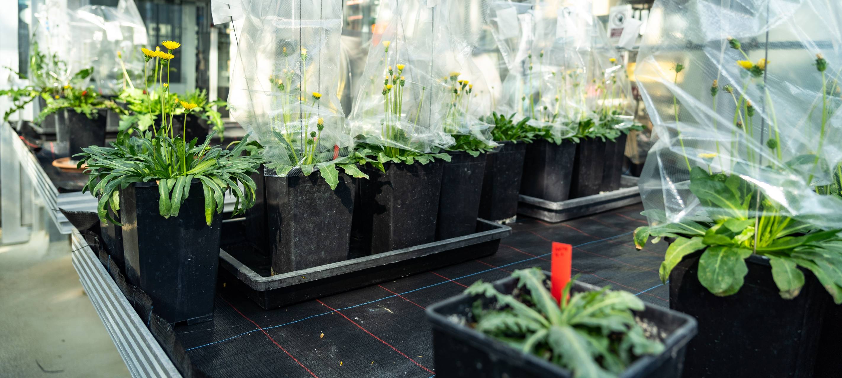 Das Fraunhofer-Institut für Molekularbiologie und Angewandte Ökologie IME will im geplanten Modellquartier an der Busso-Peus-Straße ein Forschungsgewächshaus errichten, in dem unter anderem an der Nutzung von Löwenzahn als alternativer Quelle für Naturkautschuk geforscht wird.