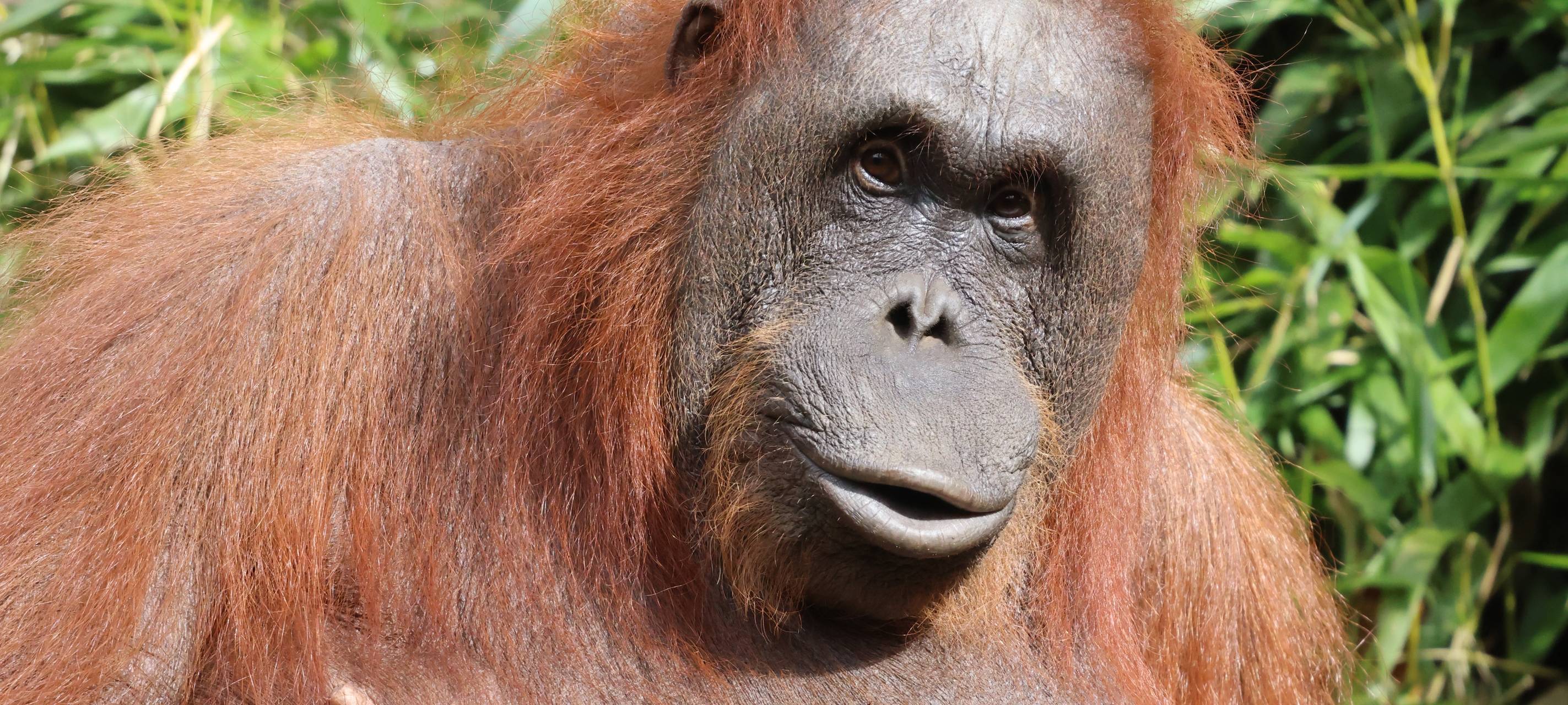 Traurige Nachricht aus dem Allwetterzoo Münster: Orang-Utan-Weibchen Temmy wurde eingeschläfert.